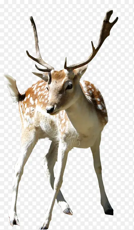 �ɰ���¹��ʵд��-������