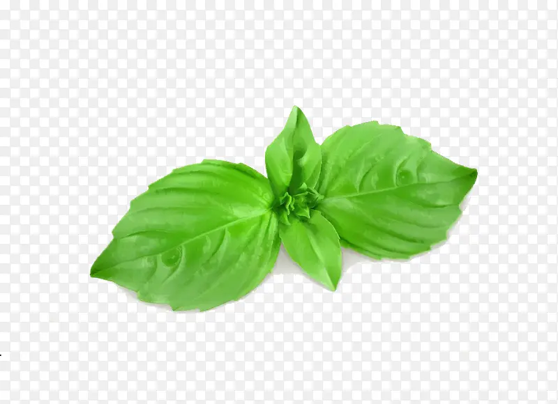 ��ͨ����Ҷ��-������