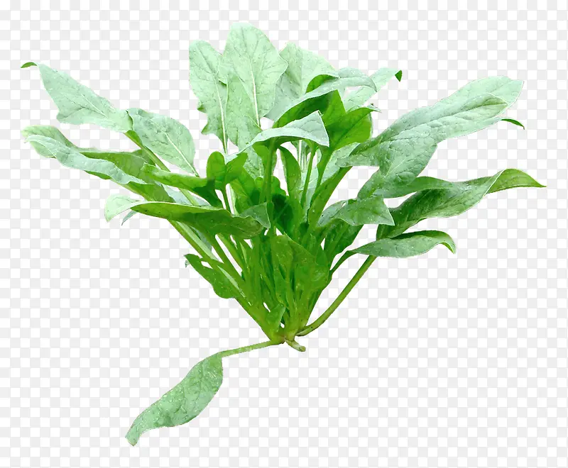 ��ɫ���߲�-������