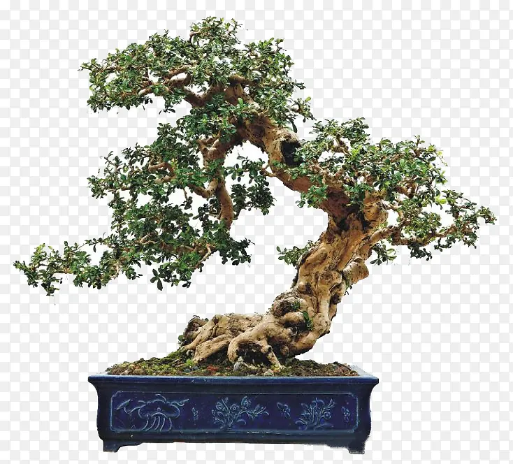 �ߵ������辰-������