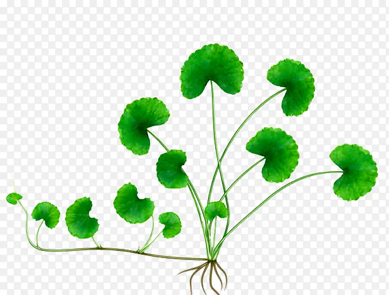 ��ѩ�ݲ��溦����-������