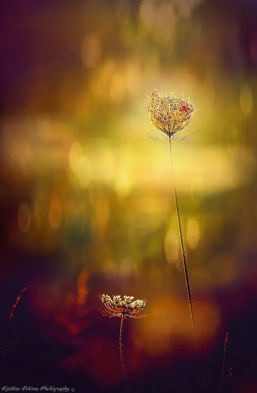 ��Ӱ����ģ�������ز�-������