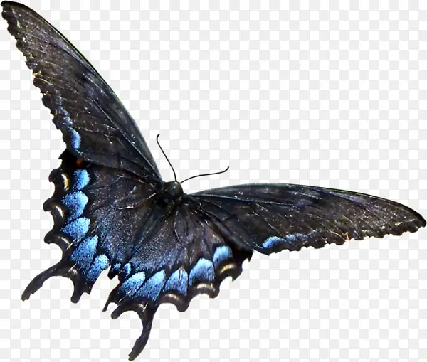 ���е���ɫ����-������