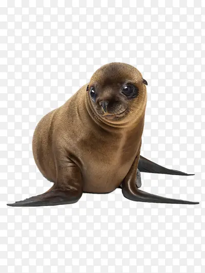 �ɰ��ĺ�ʨ-������