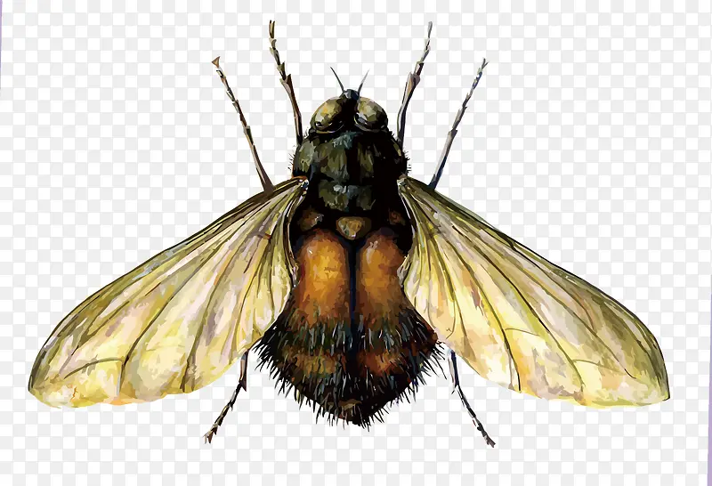 ʸ����Ӭ-������