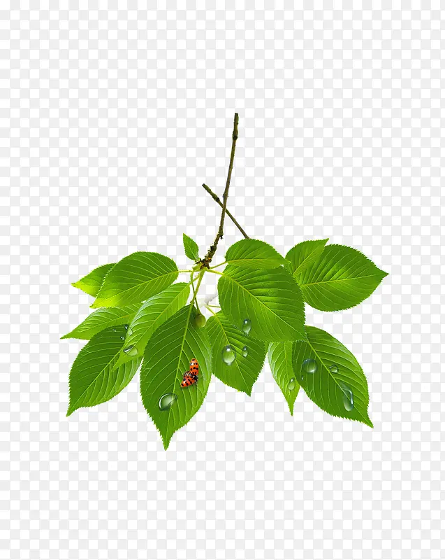 ��ɫ��֦-������