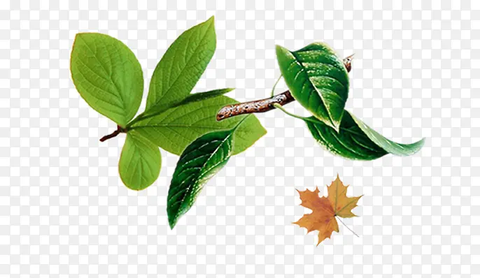 ��Ҷ��֦Ư�������ز�-������