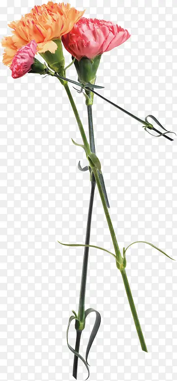 ������Ӱ��ɫ�ľջ���ʦ�ڿ���-������