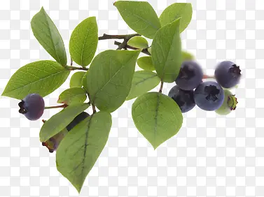 ������ݮˮ�����̴���-������