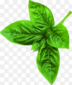 �����߲˽�������-������