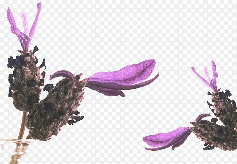 ޹�²ݻ���-������