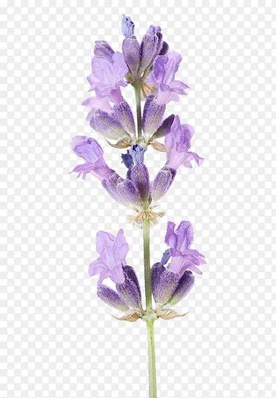 ��ɫ޹�²�-������