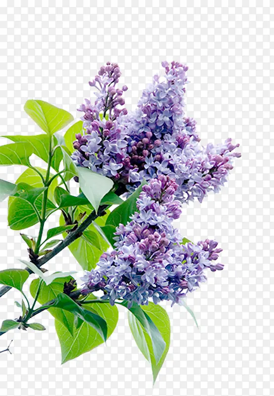 ޹�²ݻ�-������