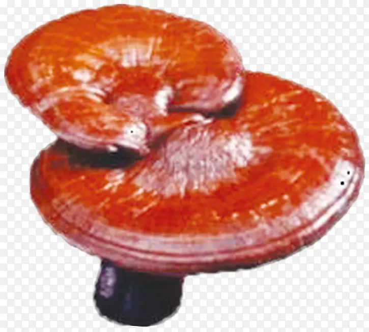 ���ɫ��֥�ɲ�-������