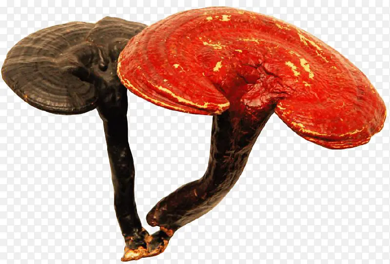 ��֥�ɲ���ҩ�ز�-������