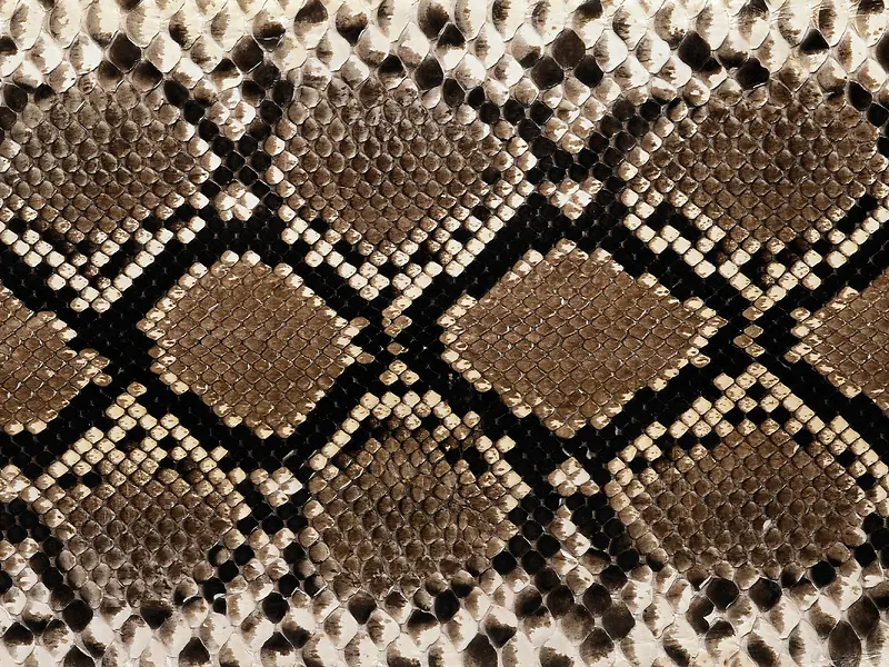 ������Ƥ��������-������