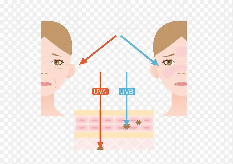 Ƥ��˥�ϱ�ƽ������ز�-������