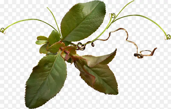 ��ɫҶ�Ӳ���ʵ��-������