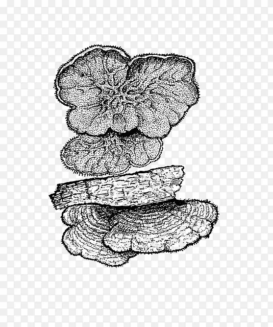 �ֻ�ľ��-������