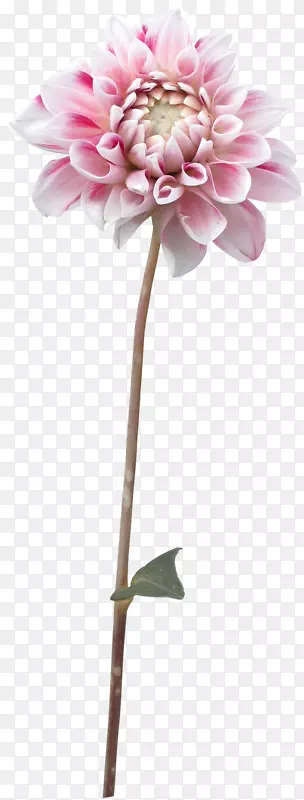 ��������ֲ�������-������-������