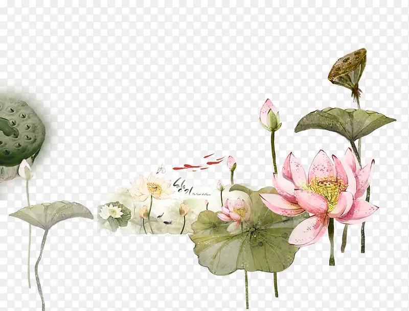 �ɻ���Ҷ�ֻ�ˮ�ʻ�-������