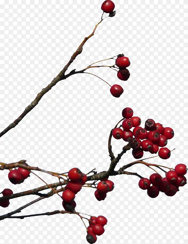 ��ɫ��ɽ���-������