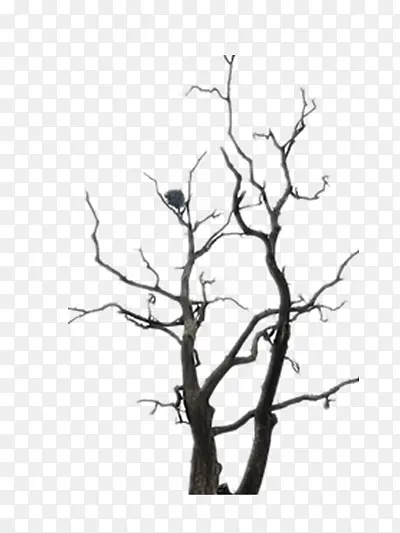 ����֦-������