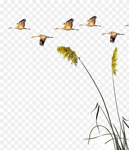 ������Ӱ���ϷɵĴ����«��-������