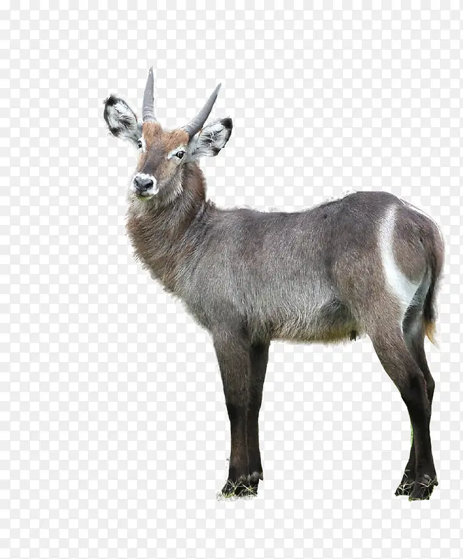 Ұ������¹ͼƬ-������