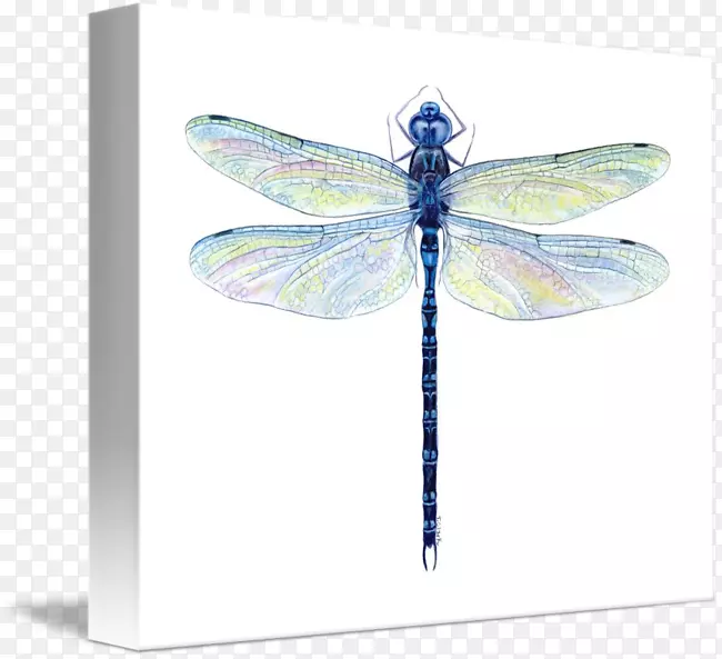 ����ˮ�ʻ�-����-������