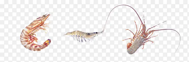 ʳ�ﺣ��-������