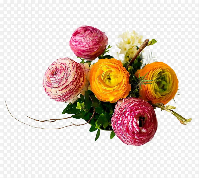 ��ɫĵ����-������