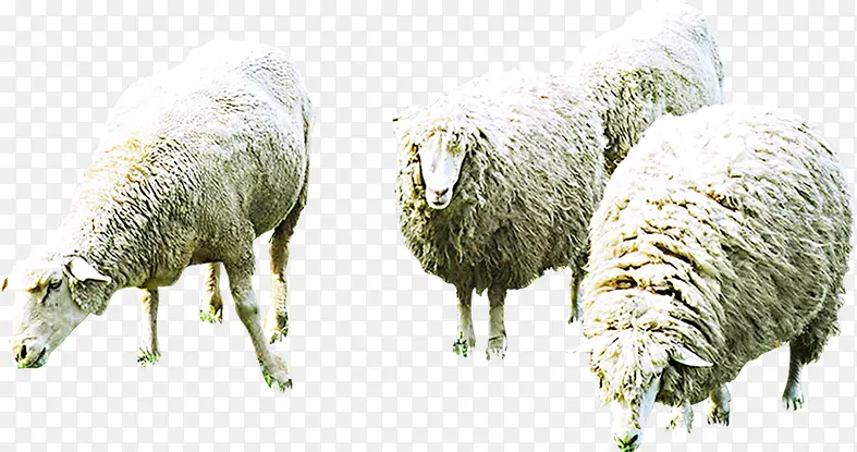 �����ɫ�����ԭ-������