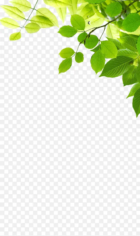 ������Ӱ�����µ���ɫ��Ҷ-������