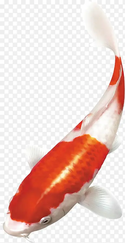 �ɰ�����С��-������