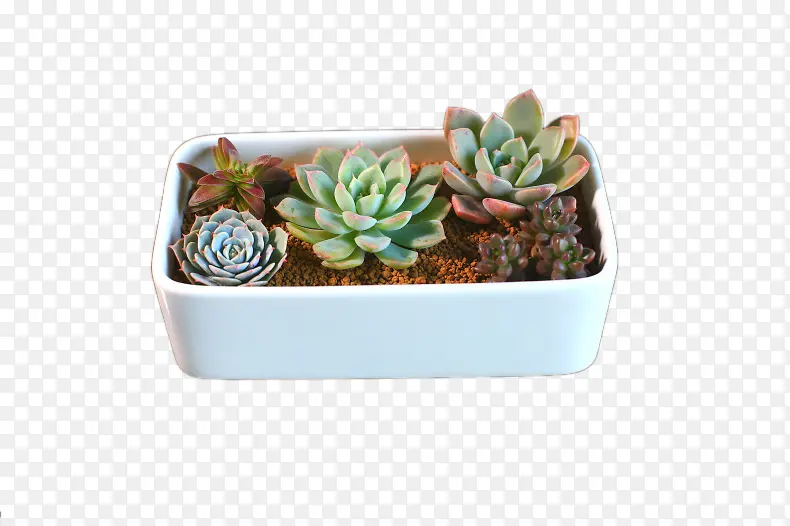 �����ζ���ƴ������-������