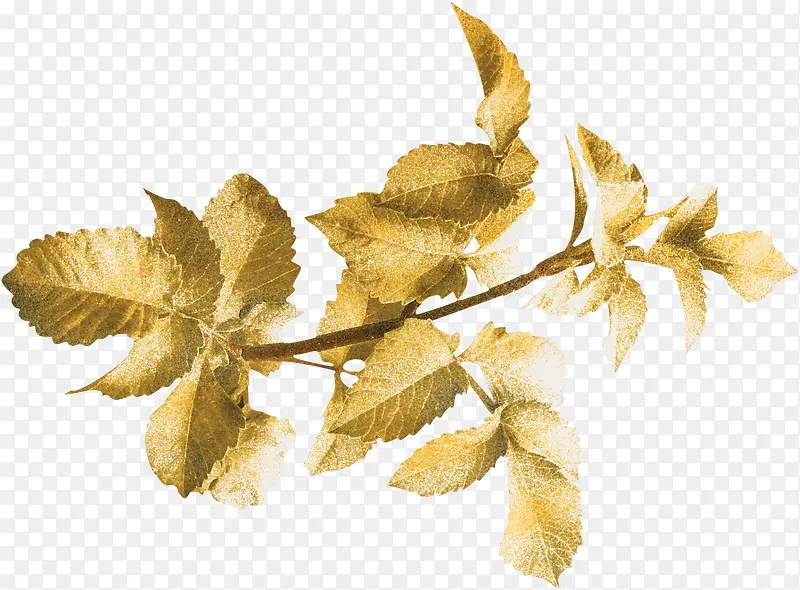 ��ɫ֦Ҷ-������