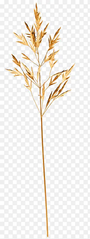 ��ɫ֦Ҷ-������