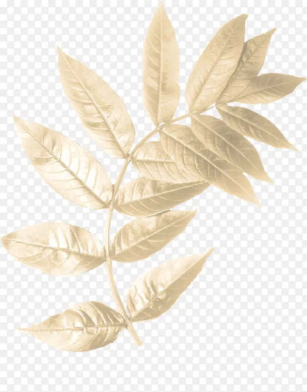 ��ɫ֦Ҷ-������