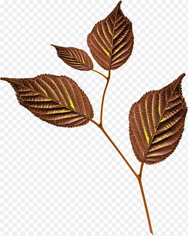 ��ɫ֦Ҷ-������