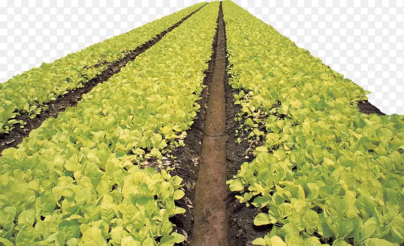 ��԰������-������