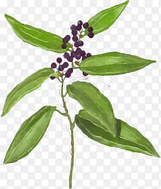 ˮ���в�ҩ-������