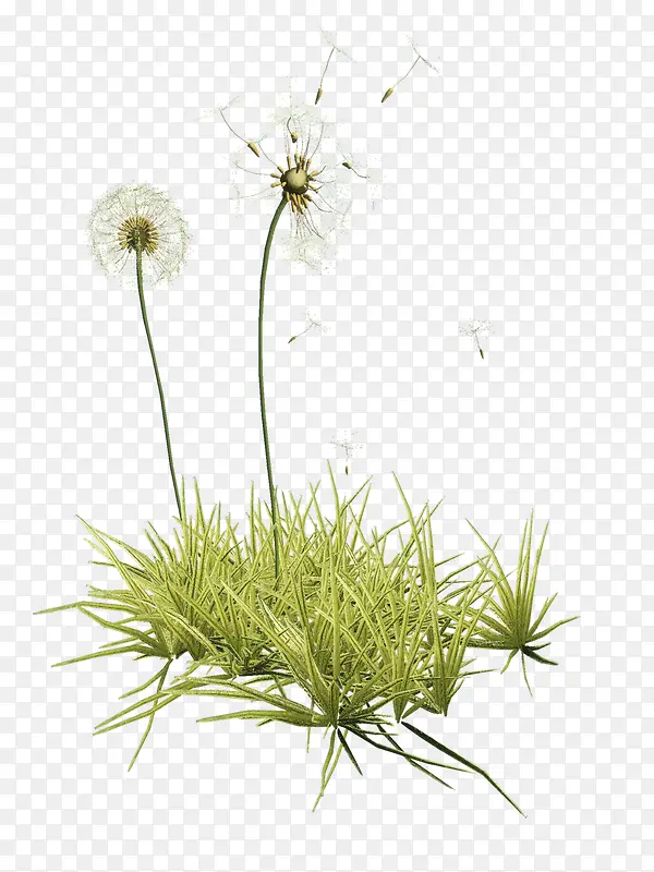 ��ɫС���ѹ�Ӣ-������