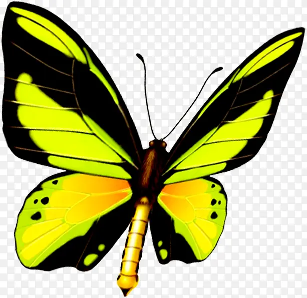 �ɰ�ӫ��ɫ��������-������