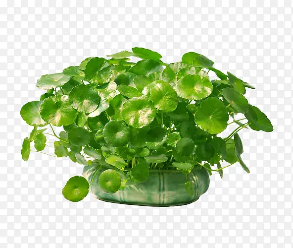 ͭǮ���辰��ɫֲ������ز�-������