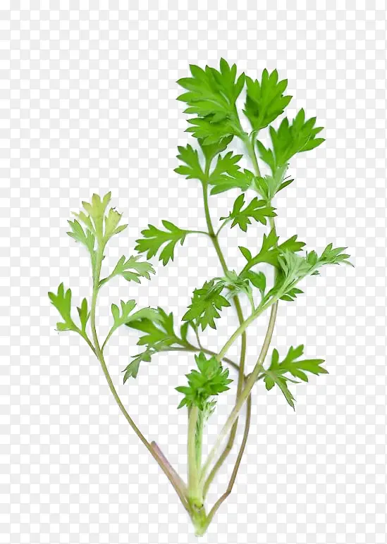 �в�ҩ����-������