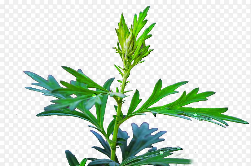 ��ɫ����Ҷ��-������