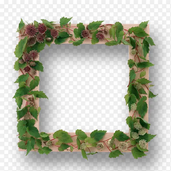 ����Ҷ�����-������