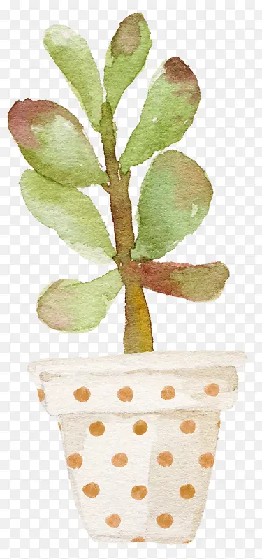 ˮ����ɫֲ��-������