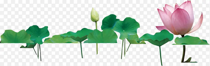 ����������Ҷ����-������